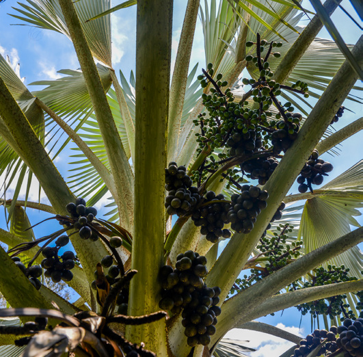 Authentic to the core